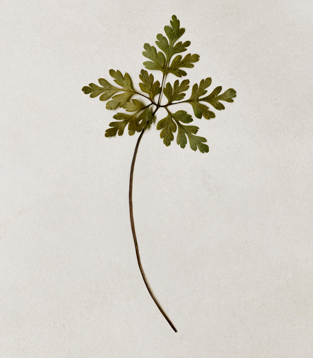 How a balanced intestinal flora benefits your health How a balanced intestinal flora benefits your health