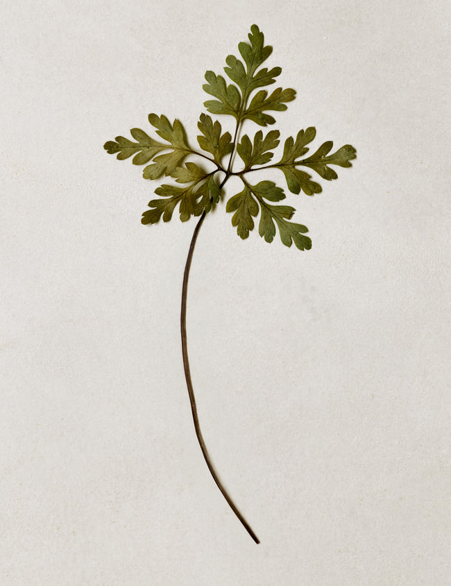 How a balanced intestinal flora benefits your health How a balanced intestinal flora benefits your health