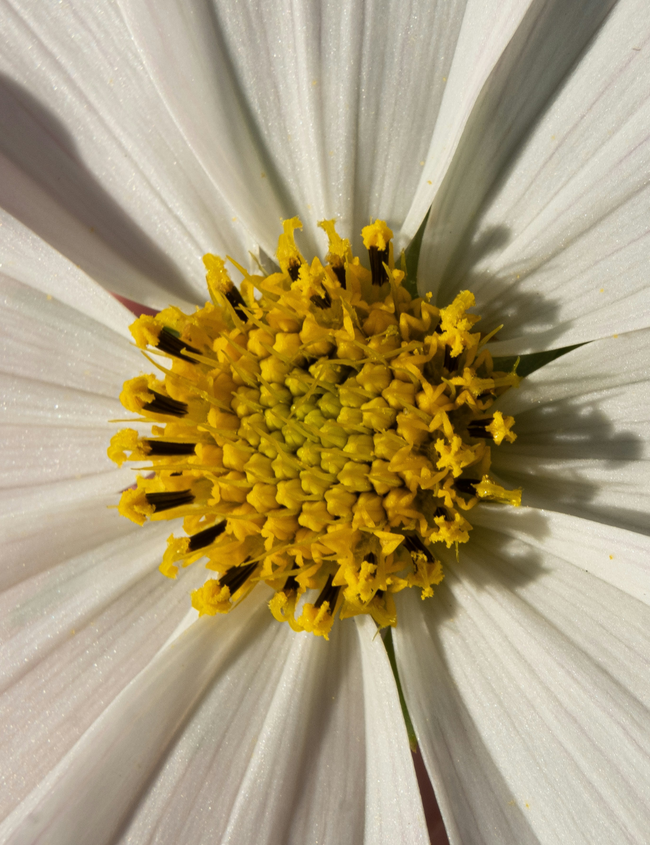 Histamine intolerance: Causes, symptoms, and ways to find relief Histamine intolerance: Causes, symptoms, and ways to find relief