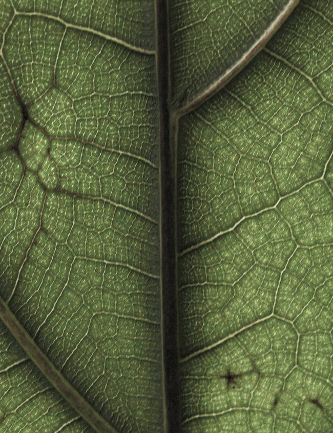 How to strengthen your cardiovascular health How to strengthen your cardiovascular health