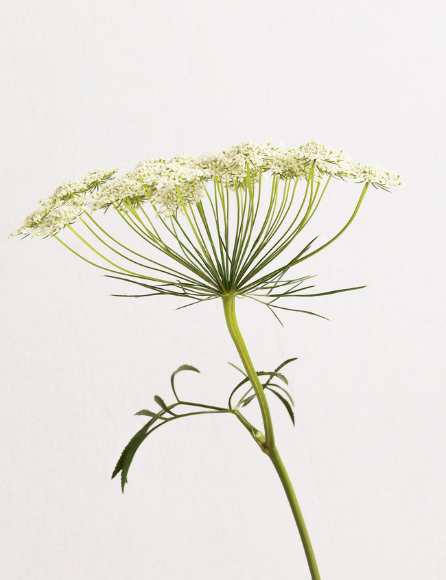 Naturally through the menopause with yams Naturally through the menopause with yams