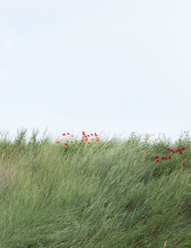 Spring: tick season and health risks Spring: tick season and health risks