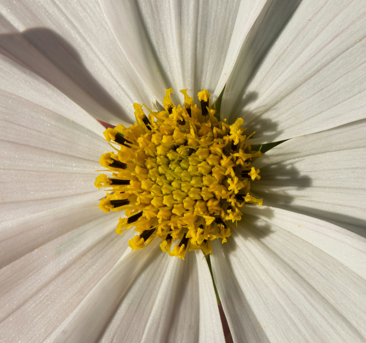 Daisy and pollen Daisy and pollen