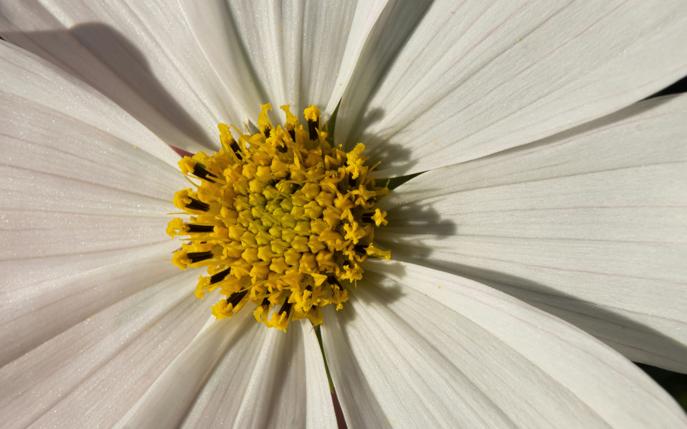 Daisy flower and pollen Daisy flower and pollen