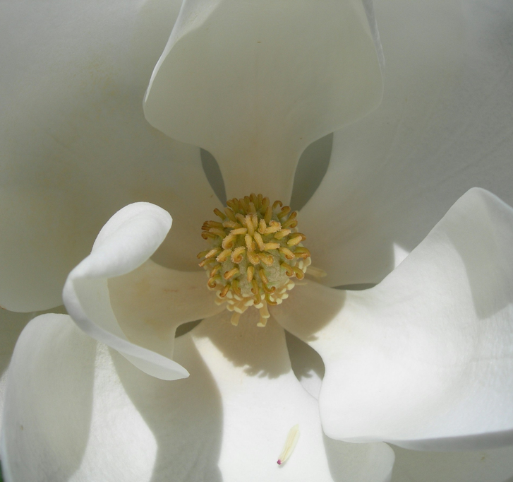 10 Tips for Healthy Mucous Membranes